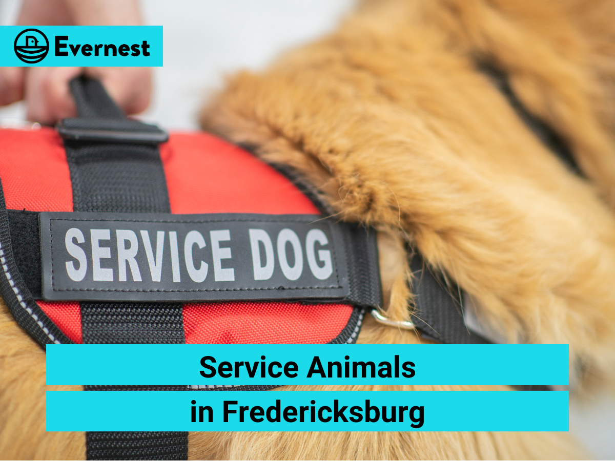 Service Animals in Fredericksburg: Everything Landlords Need to Know